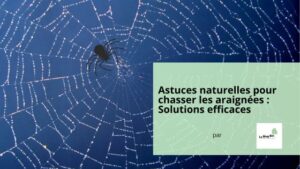 Astuces naturelles pour chasser les araignées : Solutions efficaces par LeBlogBio.fr