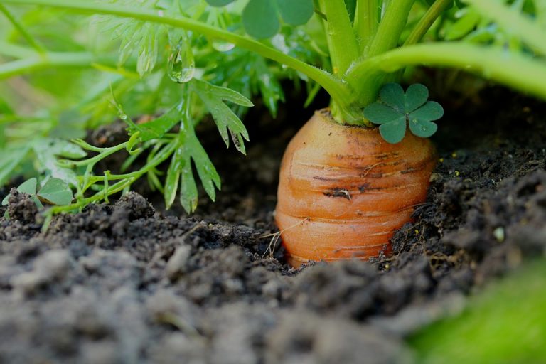 Replantez les têtes de vos carottes pour qu'elles repoussent