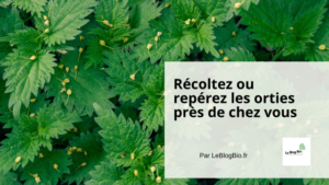 Récoltez ou repérez les orties près de chez vous : Un trésor naturel à portée de main par Le Blog Bio Ecoresponsable - LeBlogBio.fr