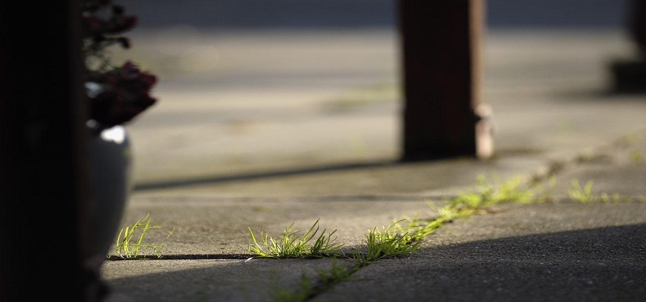 Découvrez les astuces naturelles pour désherber votre jardin, vos allées et votre terrasse