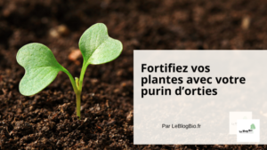 Fortifiez vos plantes avec votre purin d’orties - Le Blog Bio Ecoresponsable - LeBlogBio.fr