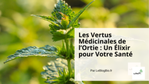 Les Vertus Médicinales de l’Ortie Un Élixir pour Votre Santé -- Le Blog Bio Ecoresponsable - LeBlogBio.fr