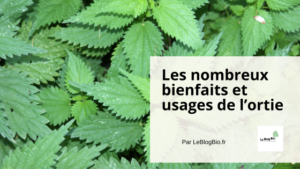 Les nombreux bienfaits et usages de l’ortie - Le Blog Bio Ecoresponsable - LeBlogBio.fr
