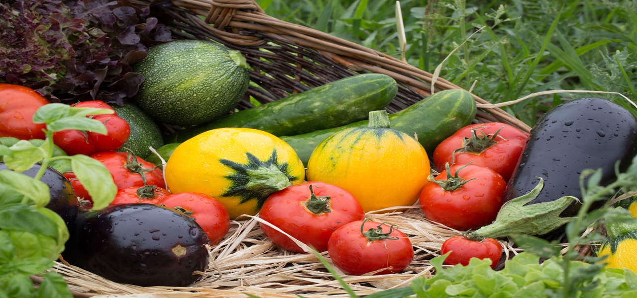 Les Jardins de Cocagne,