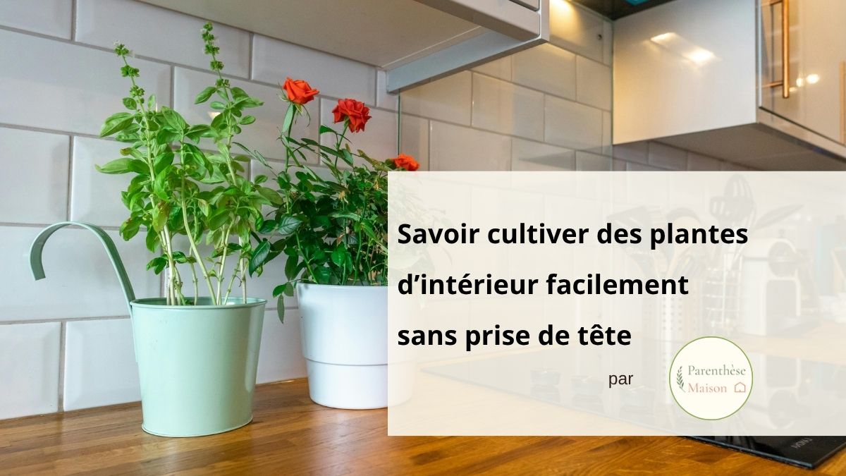 Cultiver des plantes d’intérieur facilement