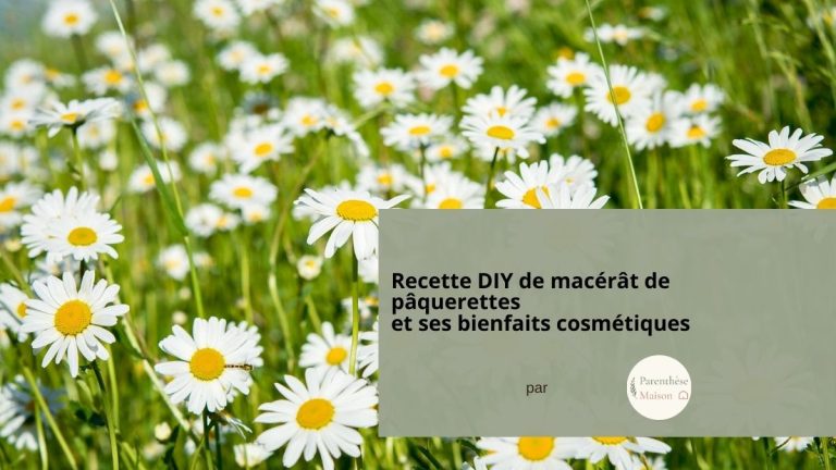 Macérât huileux de pâquerettes maison dans un bocal en verre avec fleurs fraîches