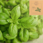 MonPetitCoinVert - Graines de Basilic Grand Vert bio