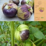 MonPetitCoinVert - Graine Tomate - Tomatillo pourpre bio