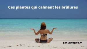 Ces plantes qui calment les coups de soleil et les brûlures