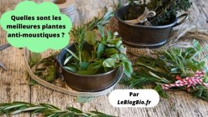 Quelles sont les meilleures plantes anti-moustiques