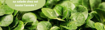 Comment faire pousser sa salade chez soi toute l’année