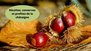 Récoltez, conservez et profitez de la châtaigne