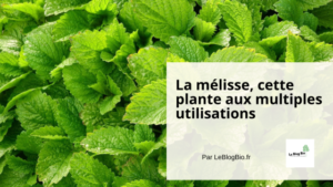La mélisse, cette plante aux multiples bienfaits et utilisations - Le Blog Bio -Ecoresponsable - LeBlogBio.fr