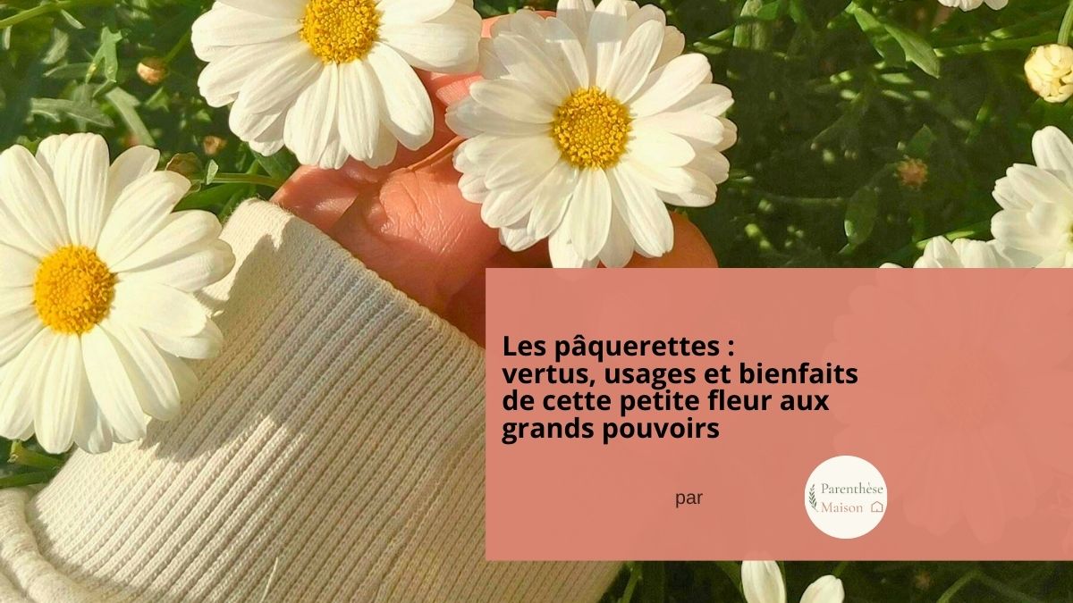 Pâquerettes sauvages blanches et jaunes dans une prairie printanière, illustrant leurs bienfaits et usages naturels