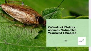 Cafards et Blattes : Astuces Naturelles Vraiment Efficaces