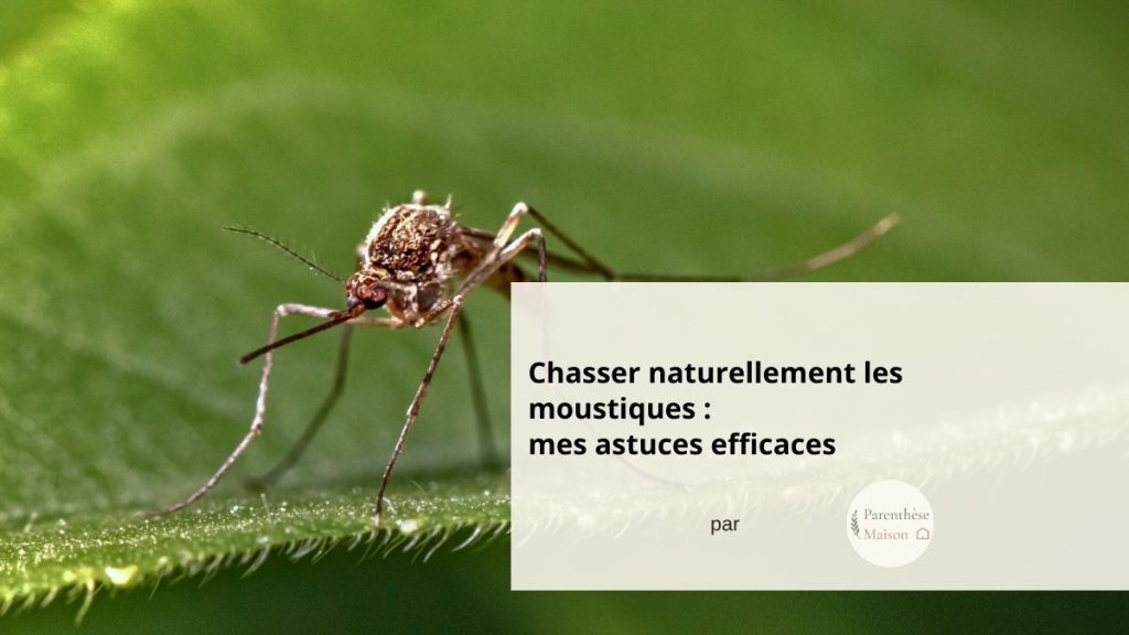 Astuces naturelles pour repousser les moustiques en été
