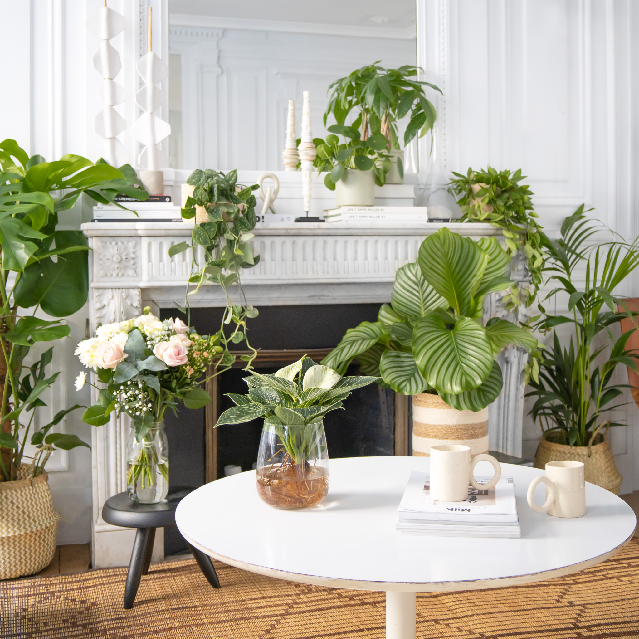 Plante d'intérieur Bergamotte livrée à domicile