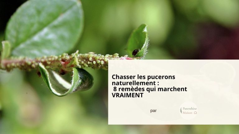 astuces écologiques et naturelles anti puceron pour chasser les pucerons voire les tuer